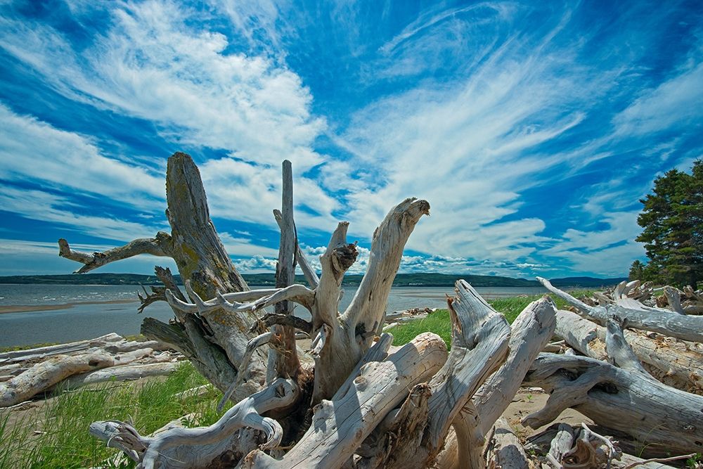 Canada-Quebec-Forillon National Park Driftwood along La Plage de Penouille